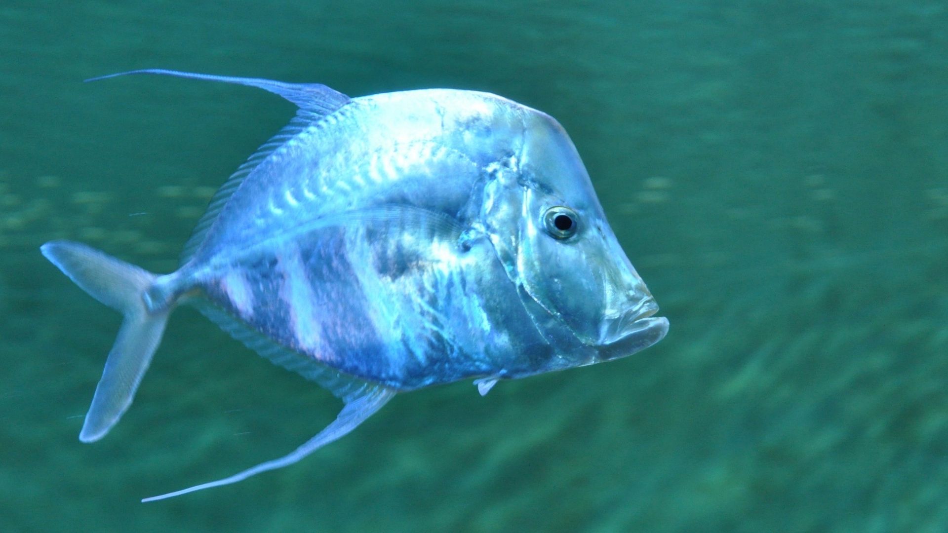 Balıklarda Korku Sinyali Deneyi