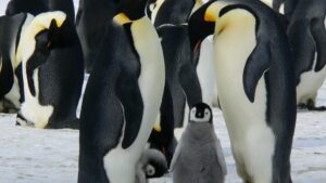 penguenler neden üşümez deneyi